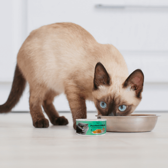 Purrfect Premium Pâté for Discerning Feline Palates
