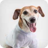 Adorable Soft Shirt for Small Dogs