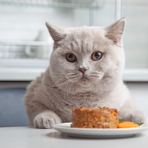 WhiskerDelights