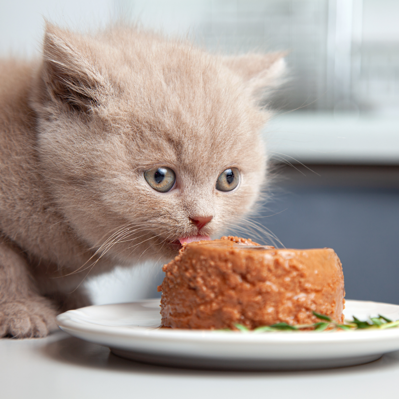 Nutritional food for cats
