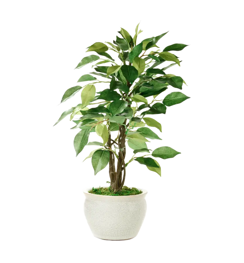 Codra Pot Plant