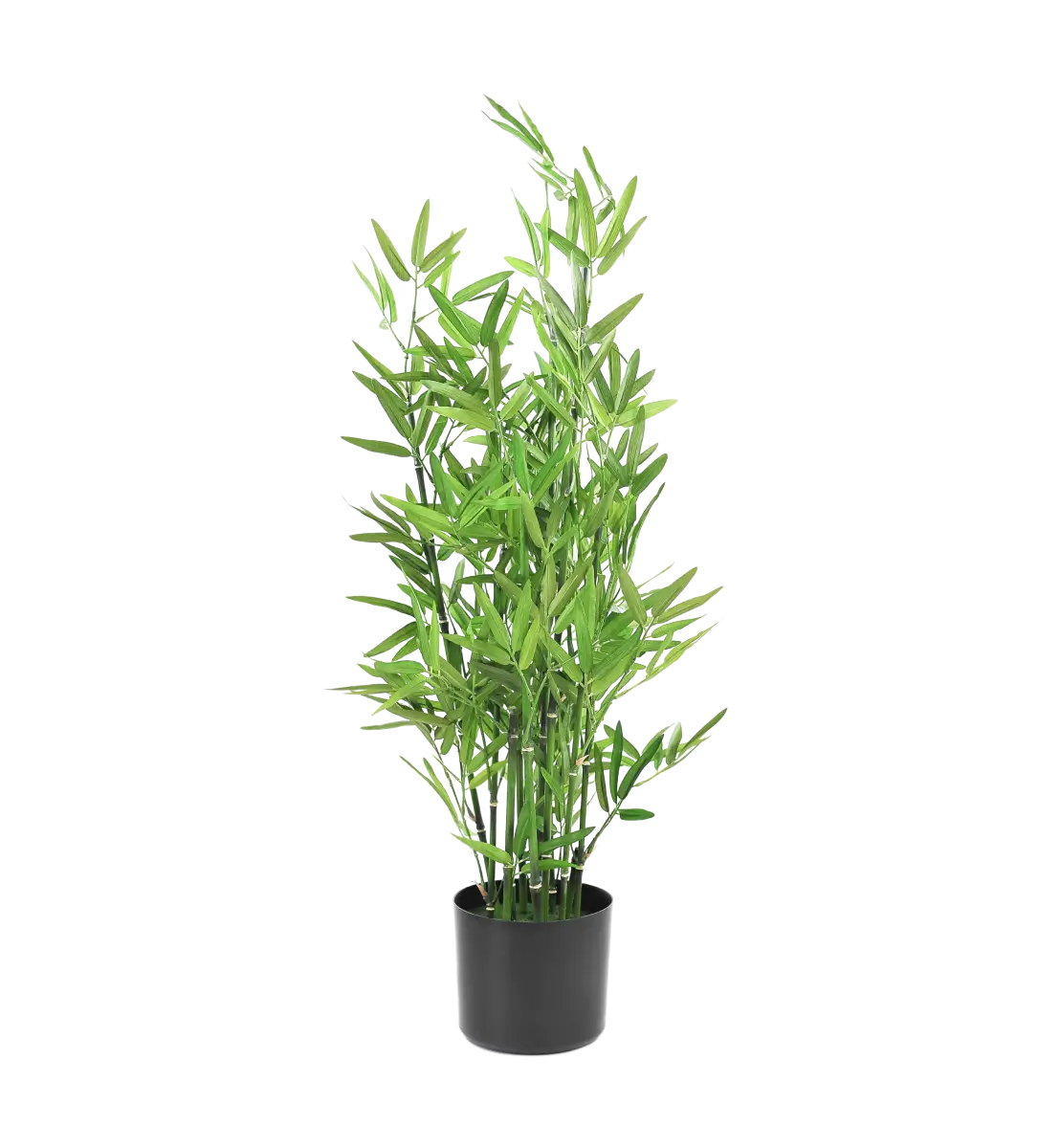 Agave Plant