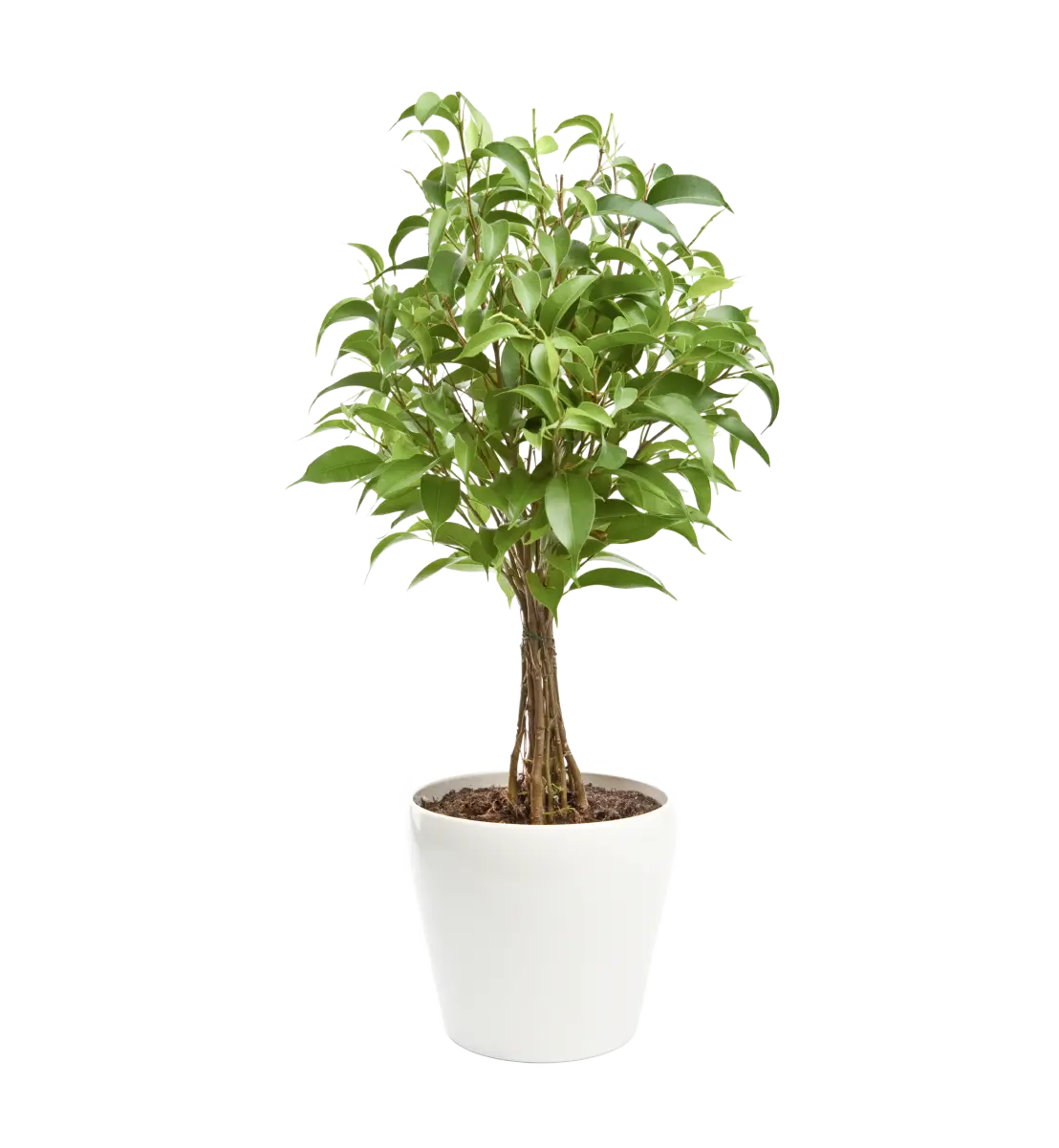 Geometric Plant Stand