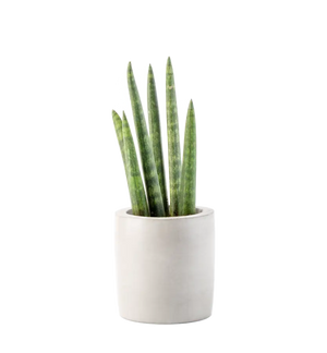 Majesty Palm