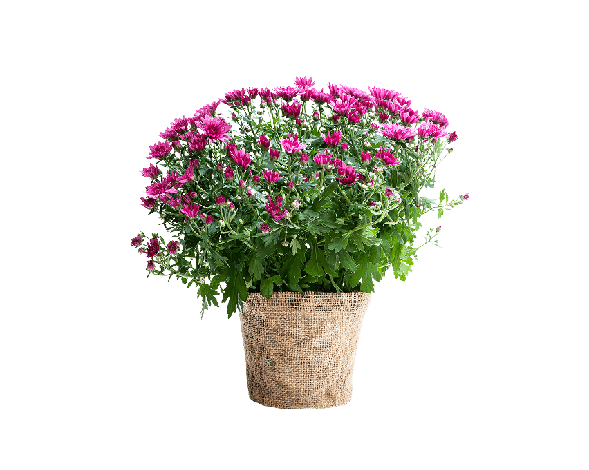Chrysanthemums represent wishes & friendship