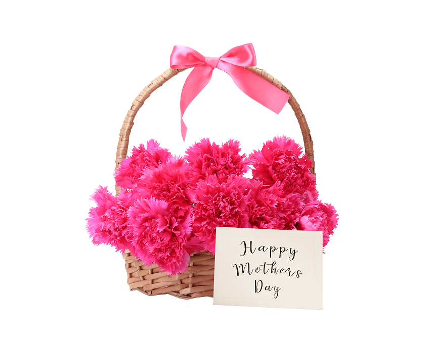 Carnations are flowers of Mother's Day