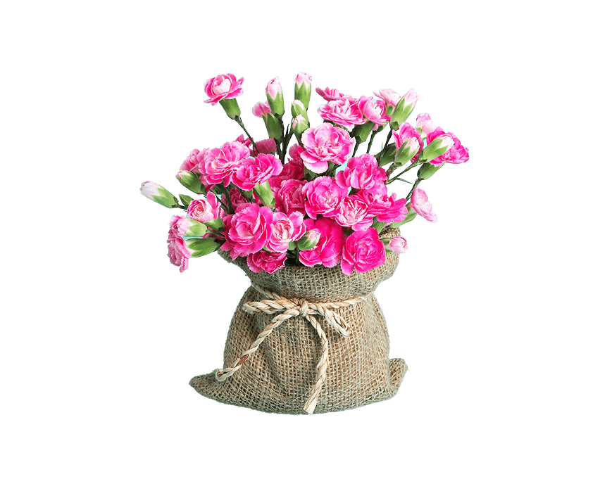 Carnations are flowers of Mother's Day
