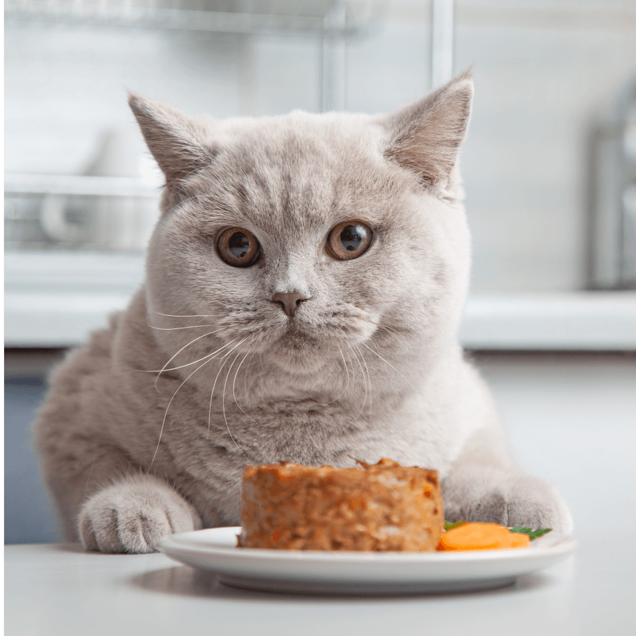 Purrfect Pâté for cats