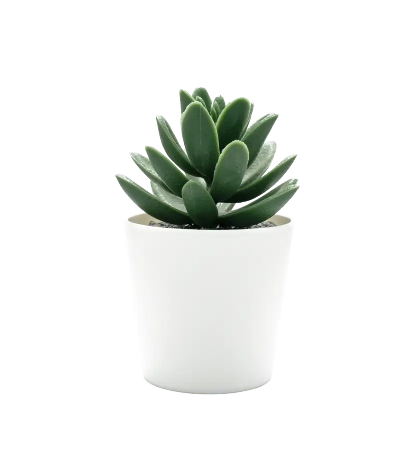 Alocasia 'Polly'