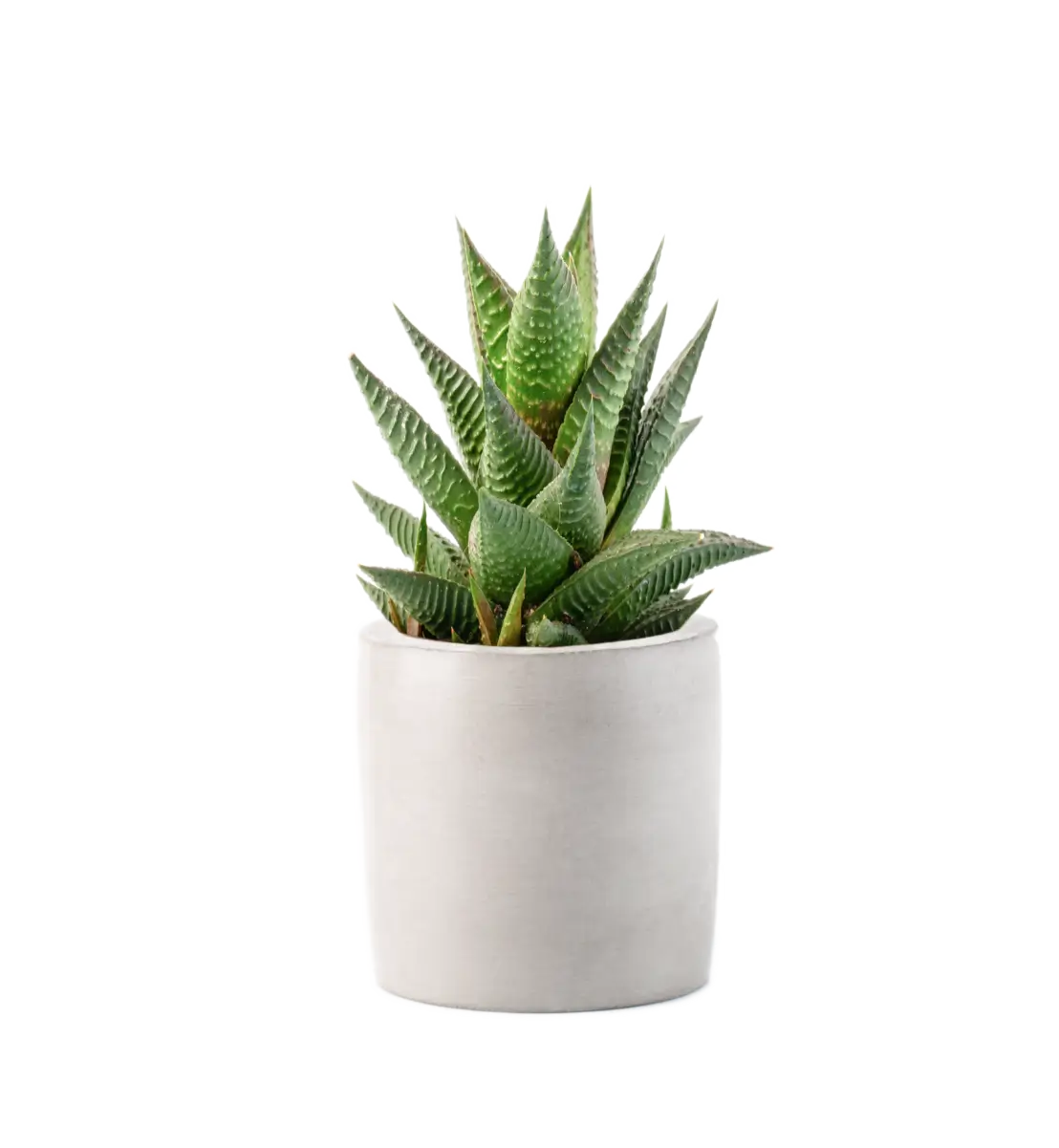 Alocasia love