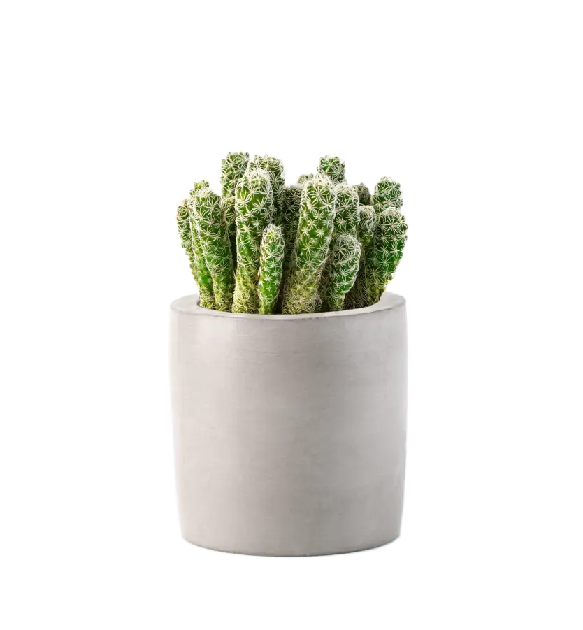 Codra Pot Plant 2