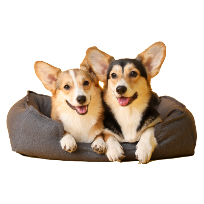 BDEUS Bolster Cooling Memory Foam Pet Bed