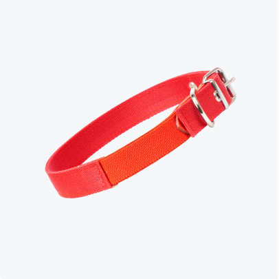 Orange dog collar with clasp