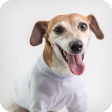 Adorable Soft Shirt for Small Dogs